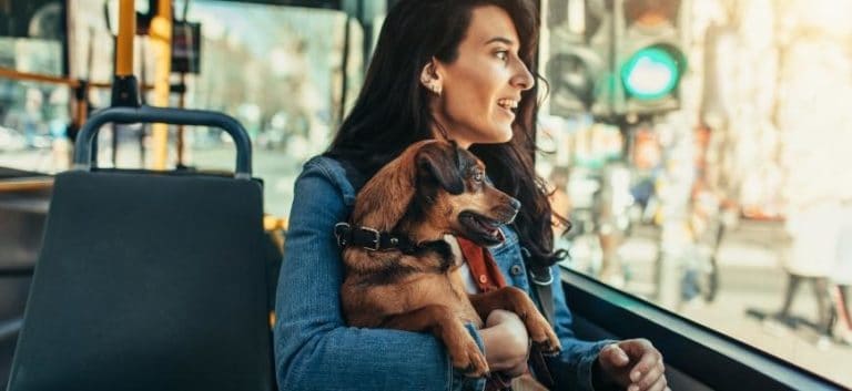 Young Woman And Her Dog In City Bus