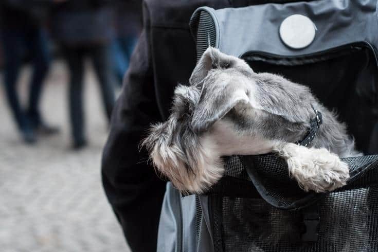 dog into the backpack in the street