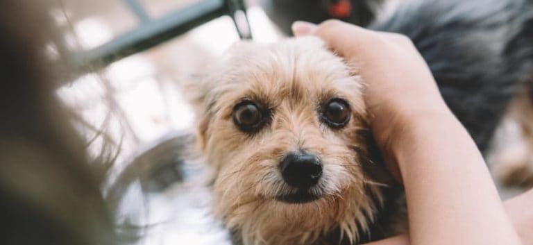 7 Best Yorkie Rescues For Adoption In Arizona