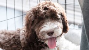 Crate Training a Labradoodle – Tips, Steps & Guide