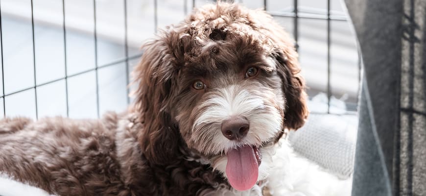A cute labradoodle sitting on its cage