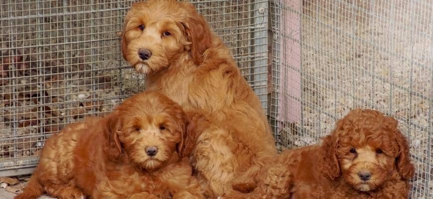 Labradoodle Price Guide - What Does It Cost To Buy From ...