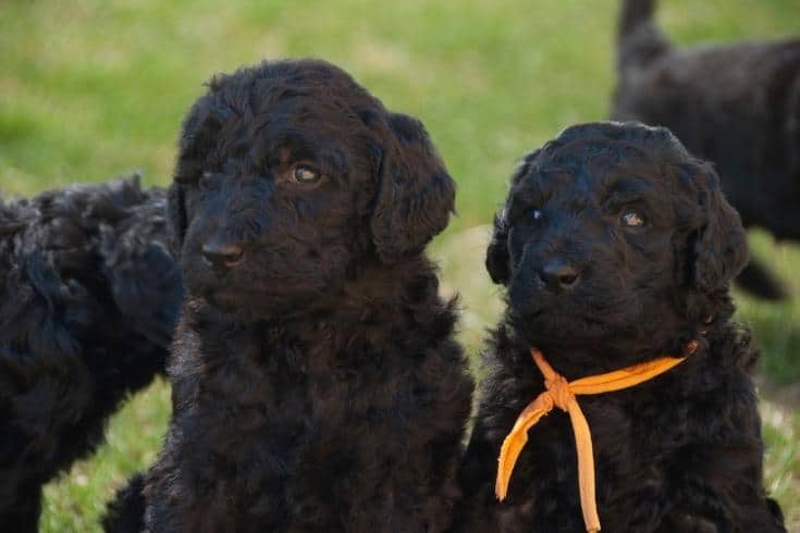Black Labradoodle Puppies