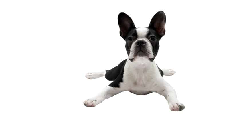 Boston Terrier Puppies For Sale Your Top 5 Breeders In North Carolina NC