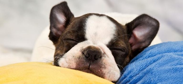 Boston Terrier Puppies For Sale Your Top 6 Breeders In South CarolinaSC