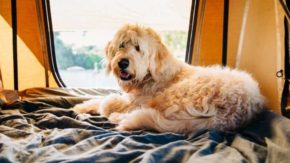 Top 7 Breeders In Illinois – Goldendoodle Puppies For Sale