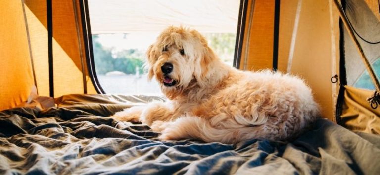 Camping Holiday with Goldendoodle