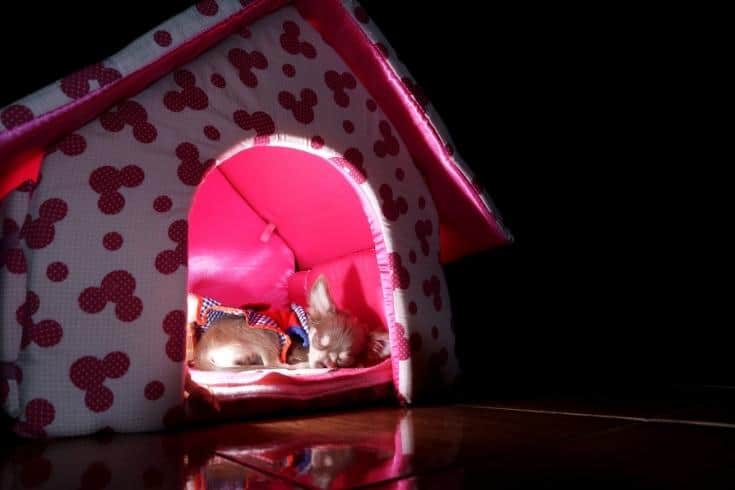 Chihuahua dog sleep in the dog house