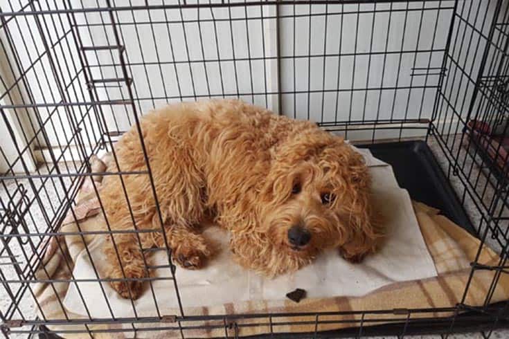 Crate Training Labradoodle