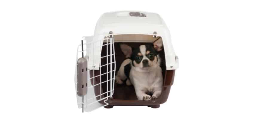 Crate Training your Chihuahua Puppy