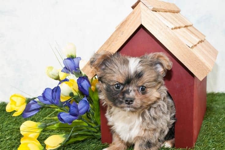 Cute Puppy Peekimg Out of a Dog House