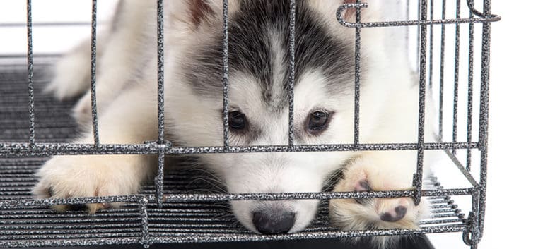 Cute siberian husky puppies in the cage
