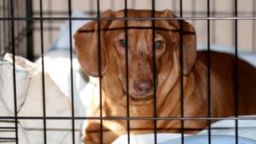 A Guide to Crate Training a Dachshund 