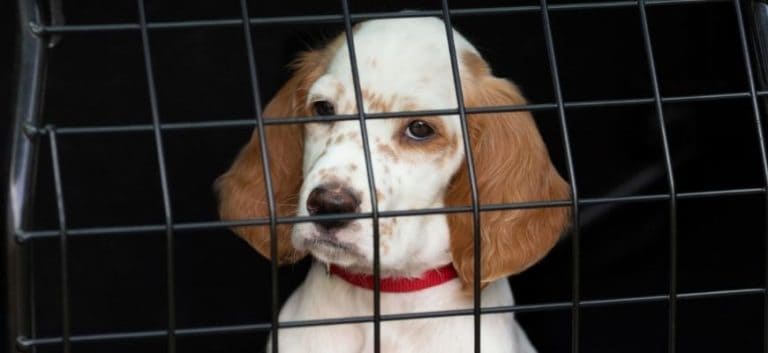English Setter puppy in a dog crate