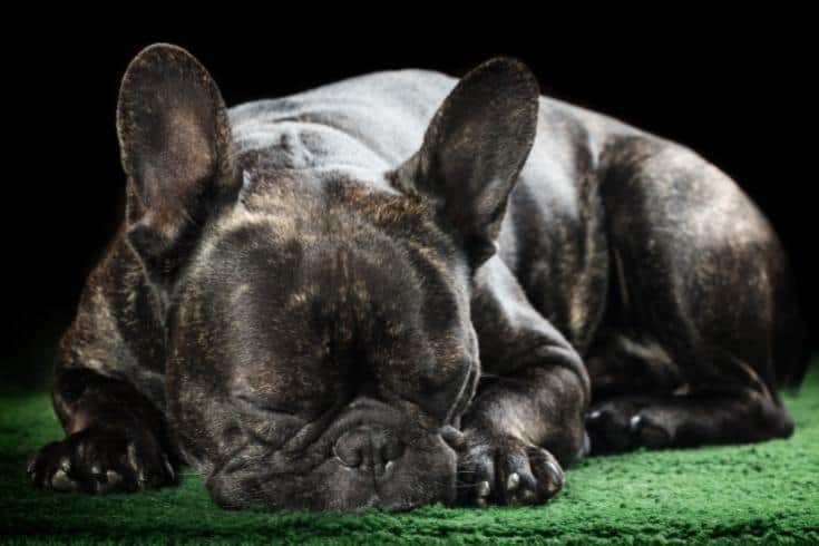 French bulldog sleeping