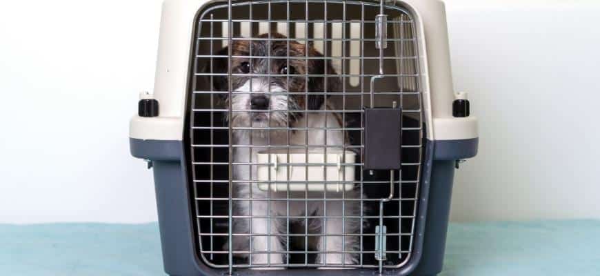 Jack Russell Terrier dog inside a special plastic gray crate animal