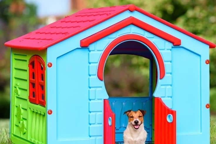 Pet sitting in colorful dog house