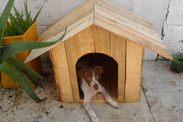 Recycled Wooden Dog House
