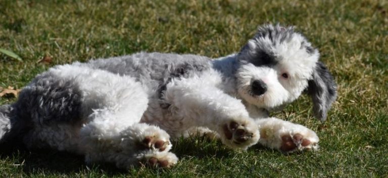 Sheepadoodle Puppies for Sale Your Top 6 Breeders in Florida Fl