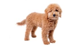 Top 5 Goldendoodle Breeders In Arizona – Puppies For Sale