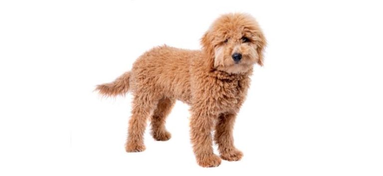 Top 5 Breeders In Arizona Goldendoodle Puppies For Sale