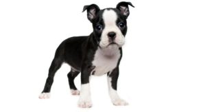 Top 5 Breeders In Tennessee – Boston Terrier Puppies For Sale