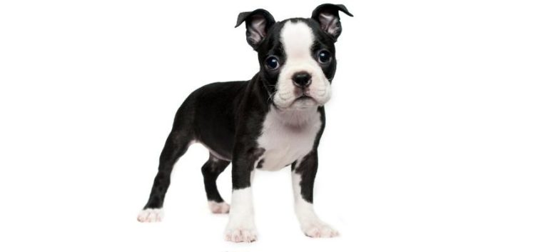Top 5 Breeders In Tennessee Boston Terrier Puppies For Sale