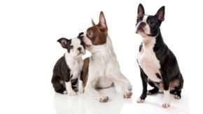 Top 7 Boston Terrier Breeders In California –  Puppies For Sale