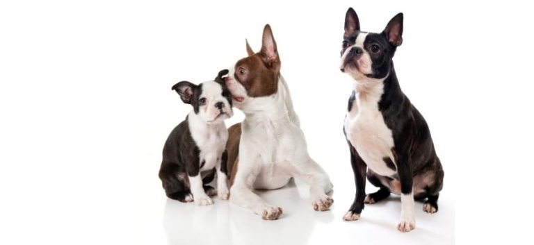 Top 7 Breeders In California Boston Terrier Puppies For Sale