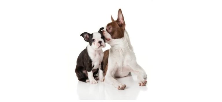 Top 8 Breeders In Georgia Boston Terrier Puppies For Sale