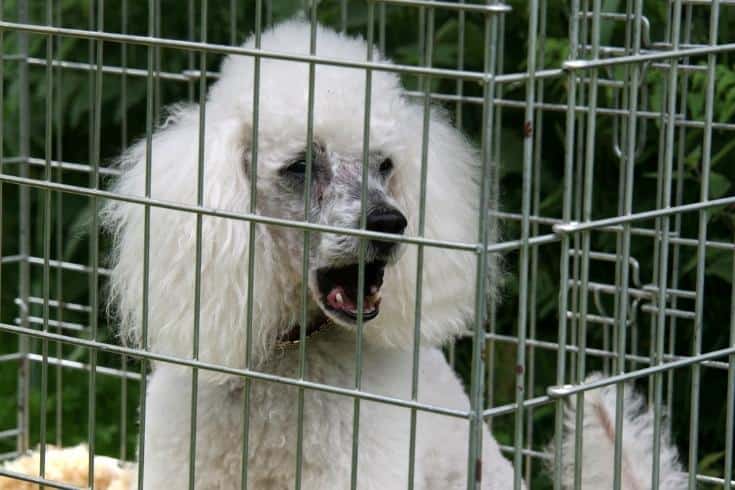White Poodle in a cage