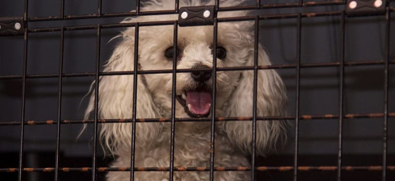 White poodle inside the cage