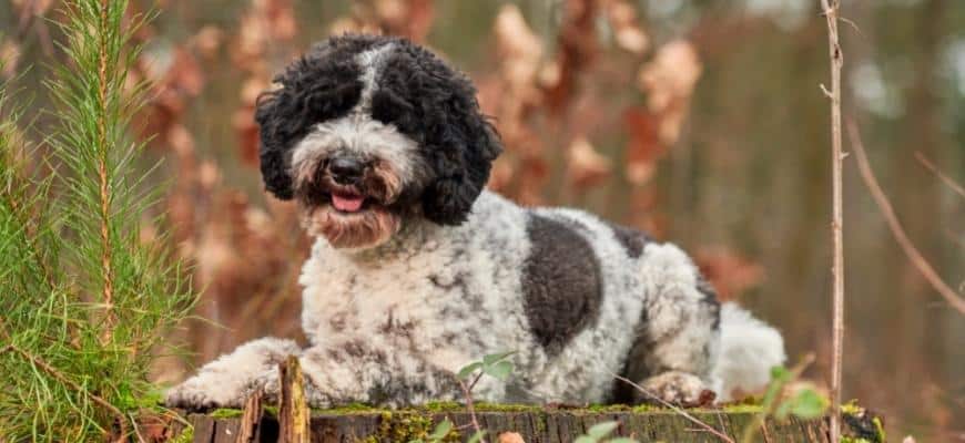 black and white Labradoodle in the forest