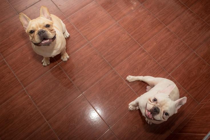 two French bulldogs on the floor