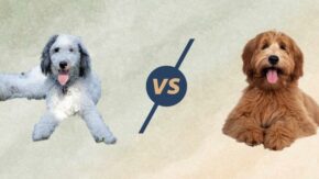 Labradoodle vs Bernedoodle – Breed Comparison