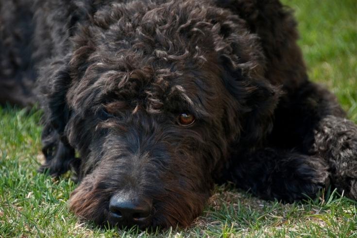 Black Labradoodle lying on the grass