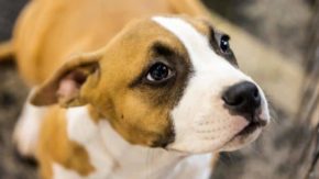 Boxer Puppy Crate Training Guide