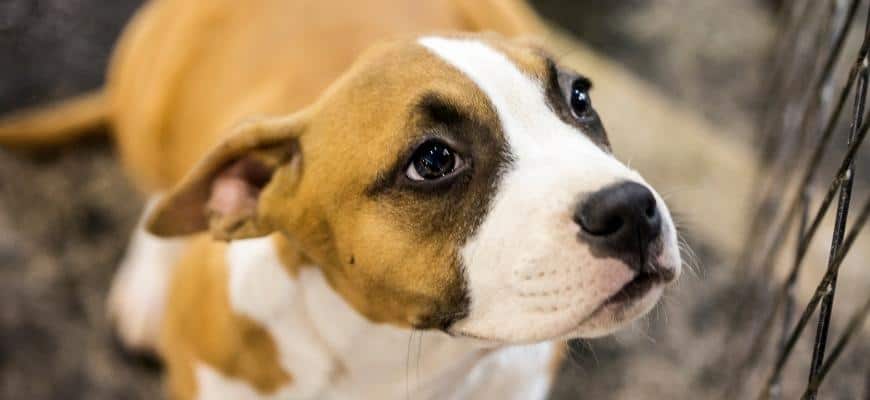 Boxer Puppy Crate Training Guide - FiveBarks