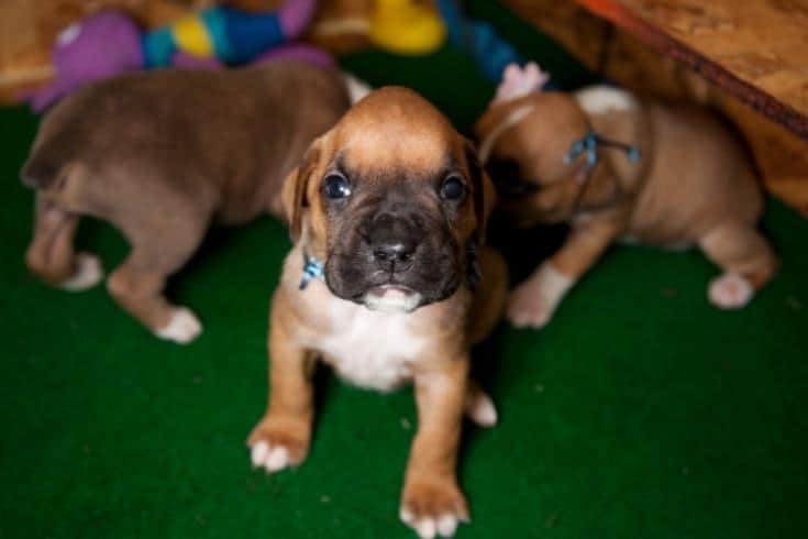 Boxer puppy looking at the camera