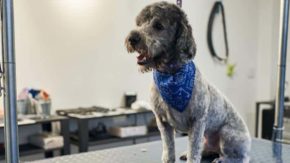Labradoodle Grooming: Best Care For Your Furry Friend