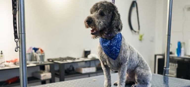 Cheerful labradoodle in a pet grooming salon