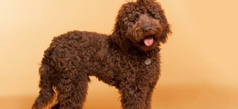 Chocolate Labradoodle photographed in studio