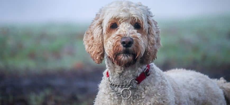 Close Up Shot of a white Labradoodle