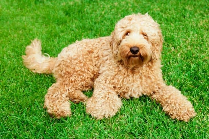 Golden Labradoodle sitting on the grass