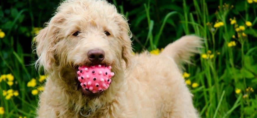 Labradoodle Dog with a toy in the mouth