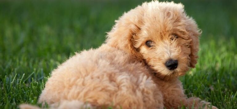 Labradoodle pup in the grass