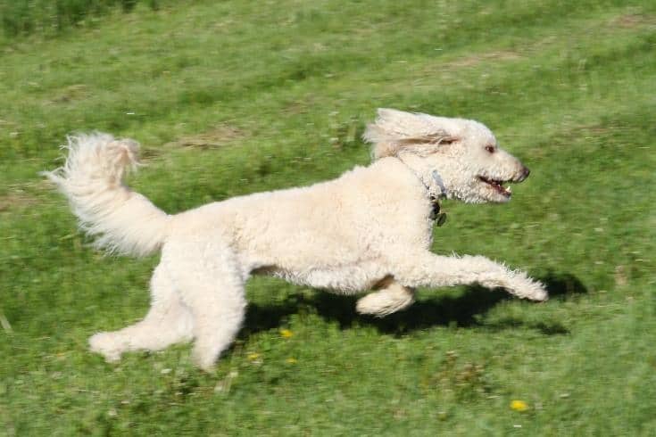 Labradoodle running outdoor