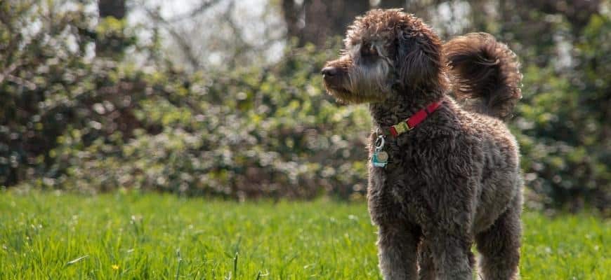 Labradoodle standing outdoor