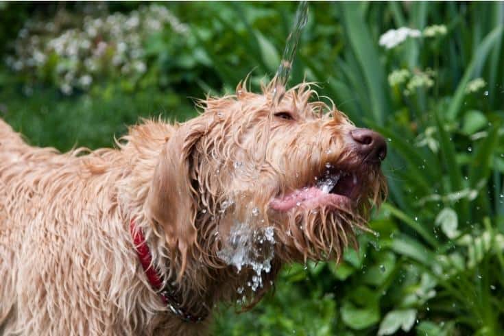 Playful Labradoodle playing with water