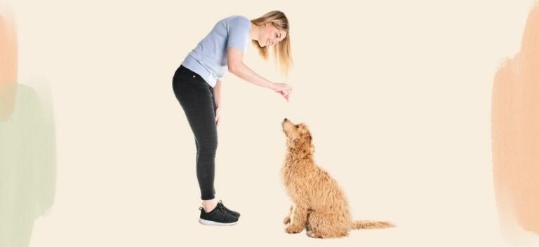 Trainer woman with his Golden Labradoodle